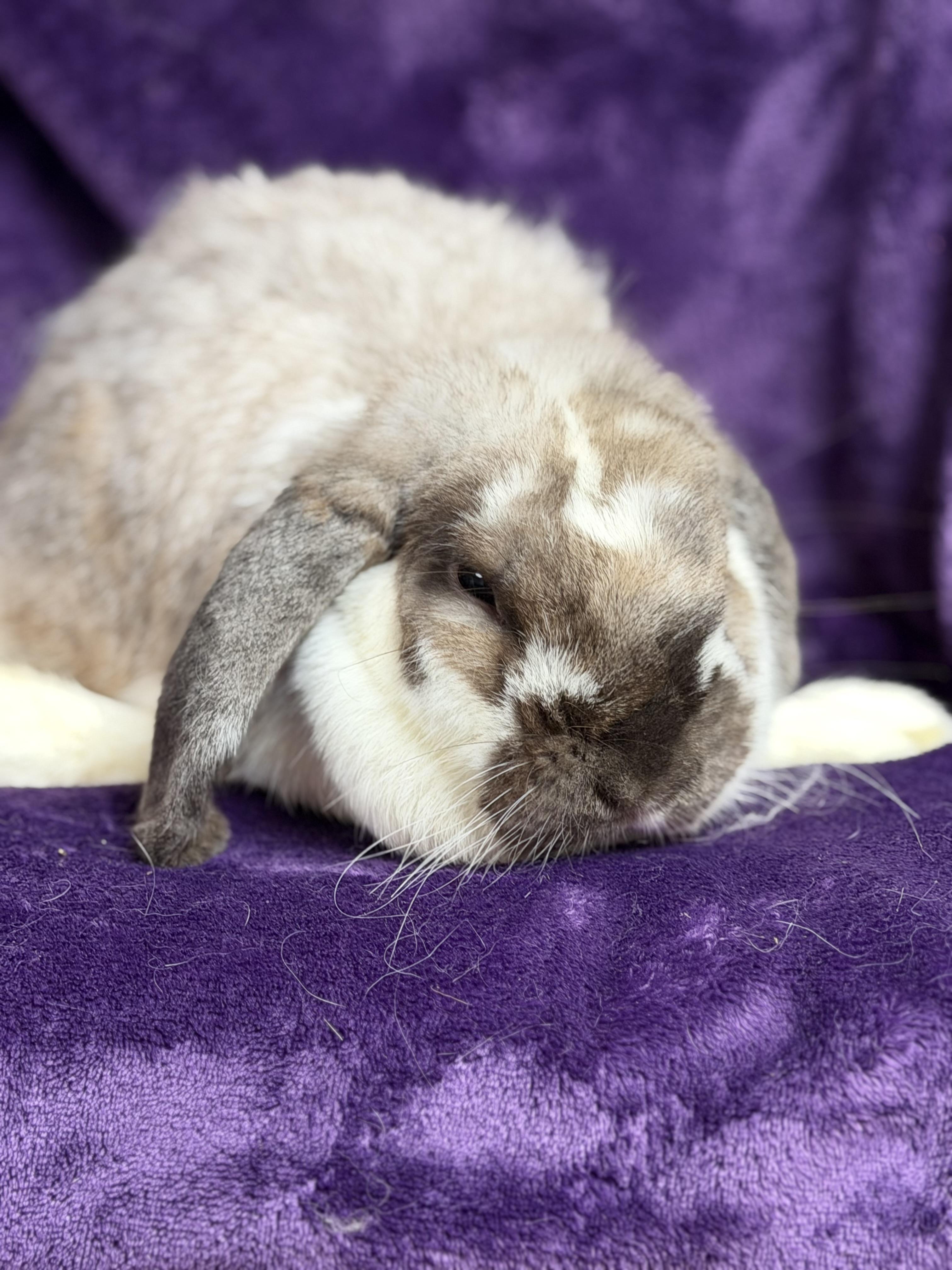 Rose: video!!!, a ADOPTABLE Mini Lop in Edinburg, PA image 6/6