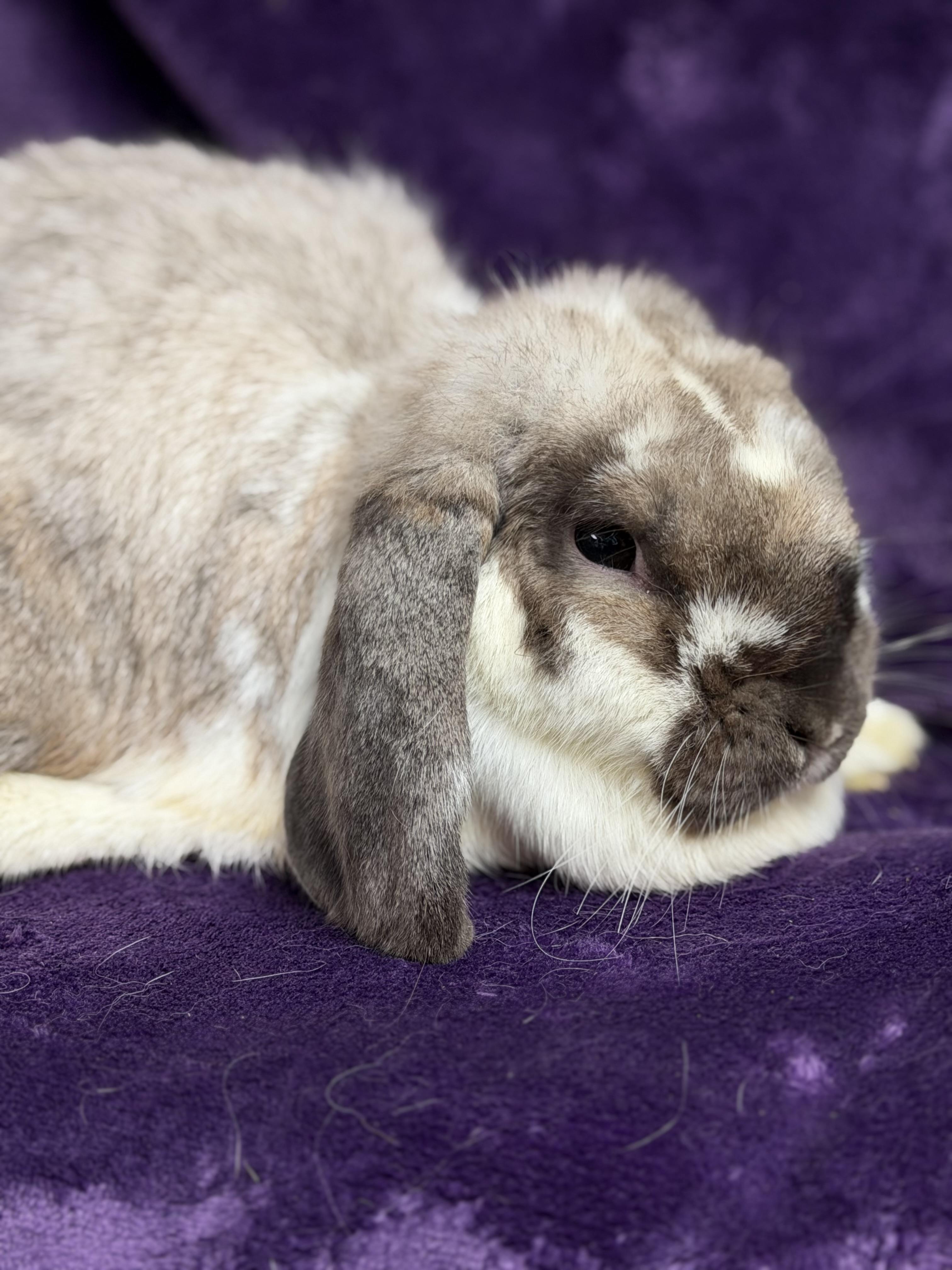 Rose: video!!!, a ADOPTABLE Mini Lop in Edinburg, PA image 1/6