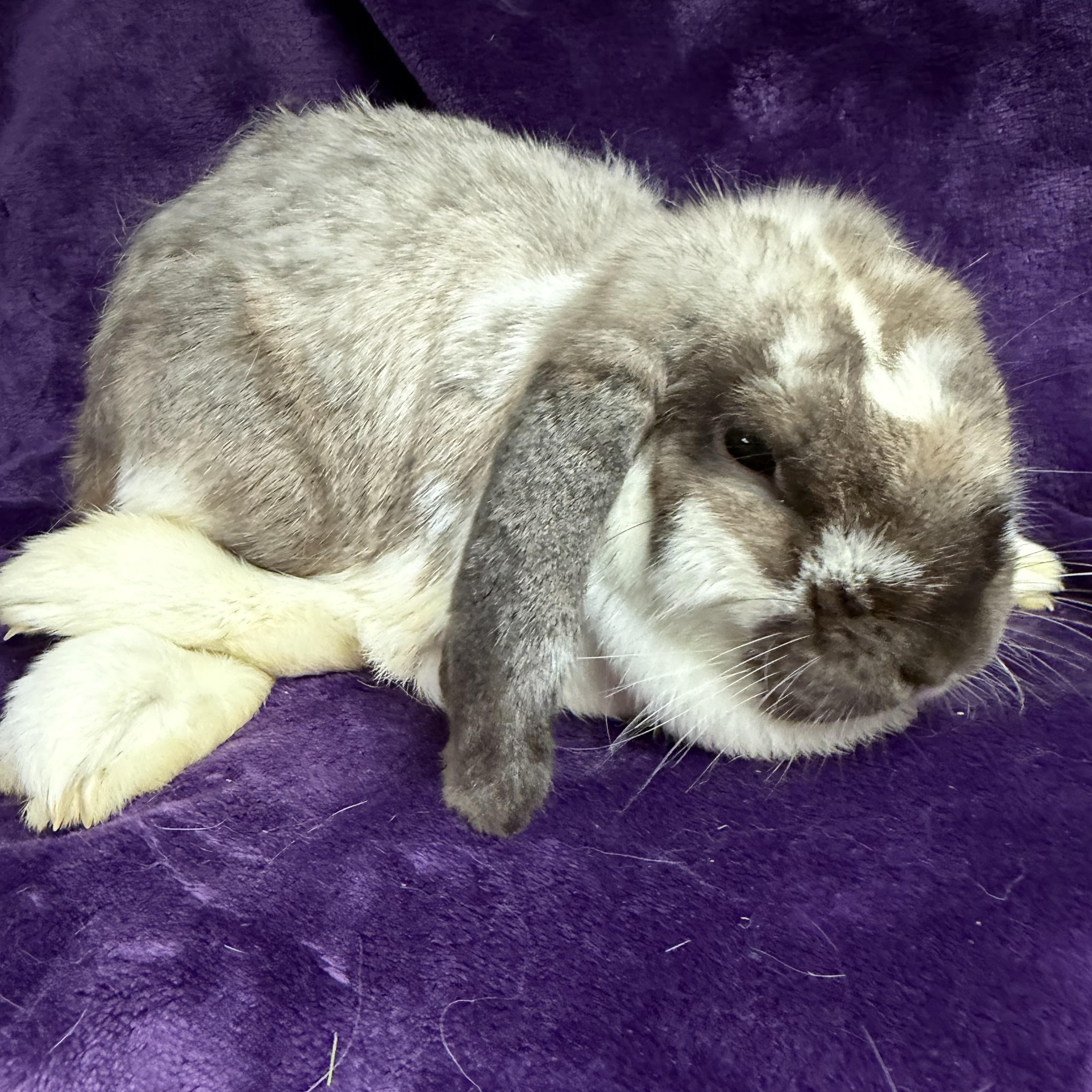 Rose: video!!!, a ADOPTABLE Mini Lop in Edinburg, PA image 2/6