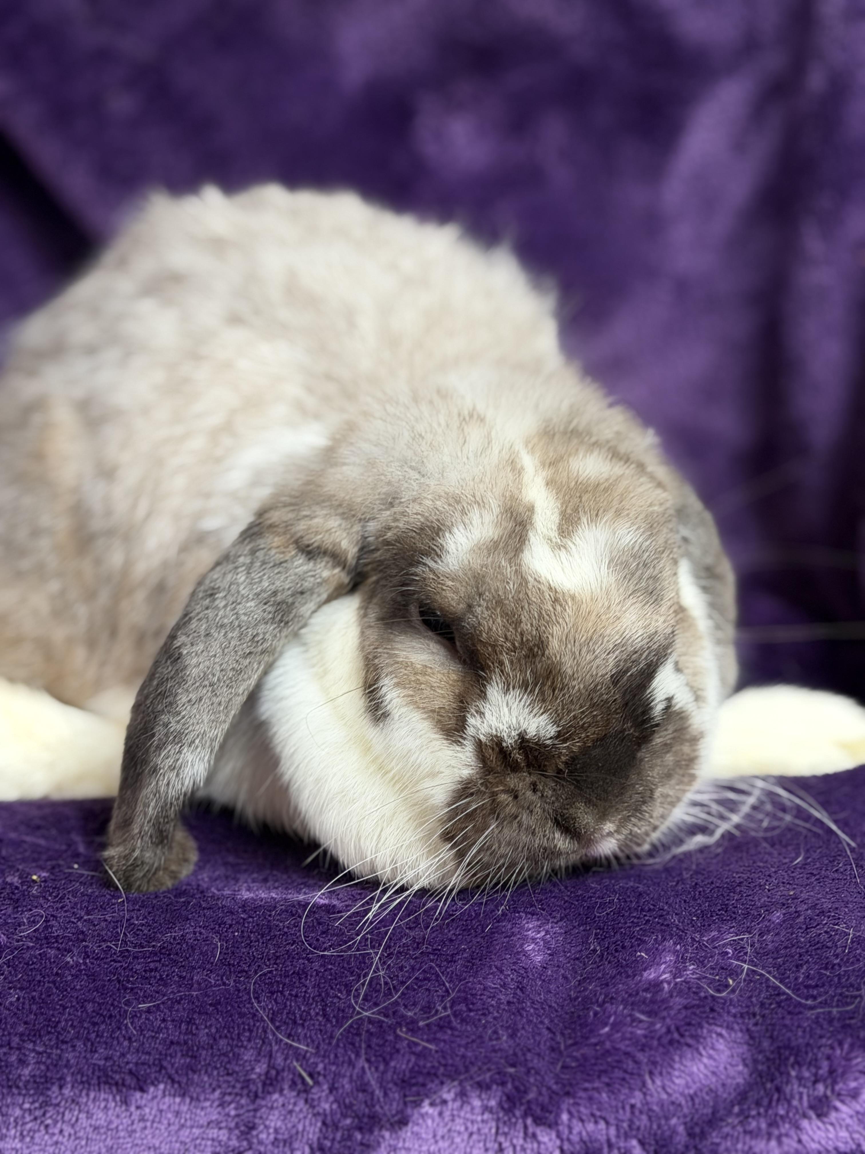 Rose: video!!!, a ADOPTABLE Mini Lop in Edinburg, PA image 3/6
