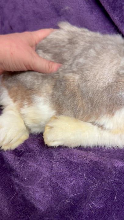 Enlarge Rose: video!!!, a ADOPTABLE Mini Lop in Edinburg, PA video 4/6