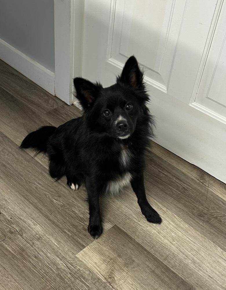 Keeley, a Adoptable mixed breed in Cedartown, GA image 2/2