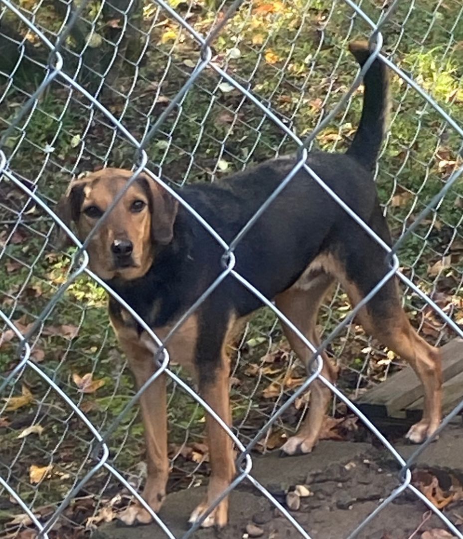 Enlarge Sanyo, a Adoptable Hound in Waldorf, MD image 1/1