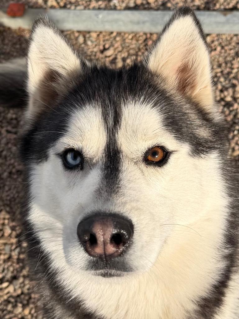 Enlarge Chadwick, a ADOPTABLE Siberian Husky in Columbus, NE image 2/2