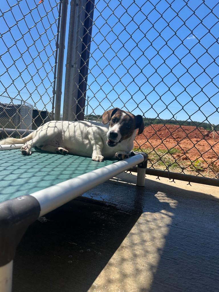 Willie, Adoptable, Puppy Male Hound & Jack Russell Terrier.