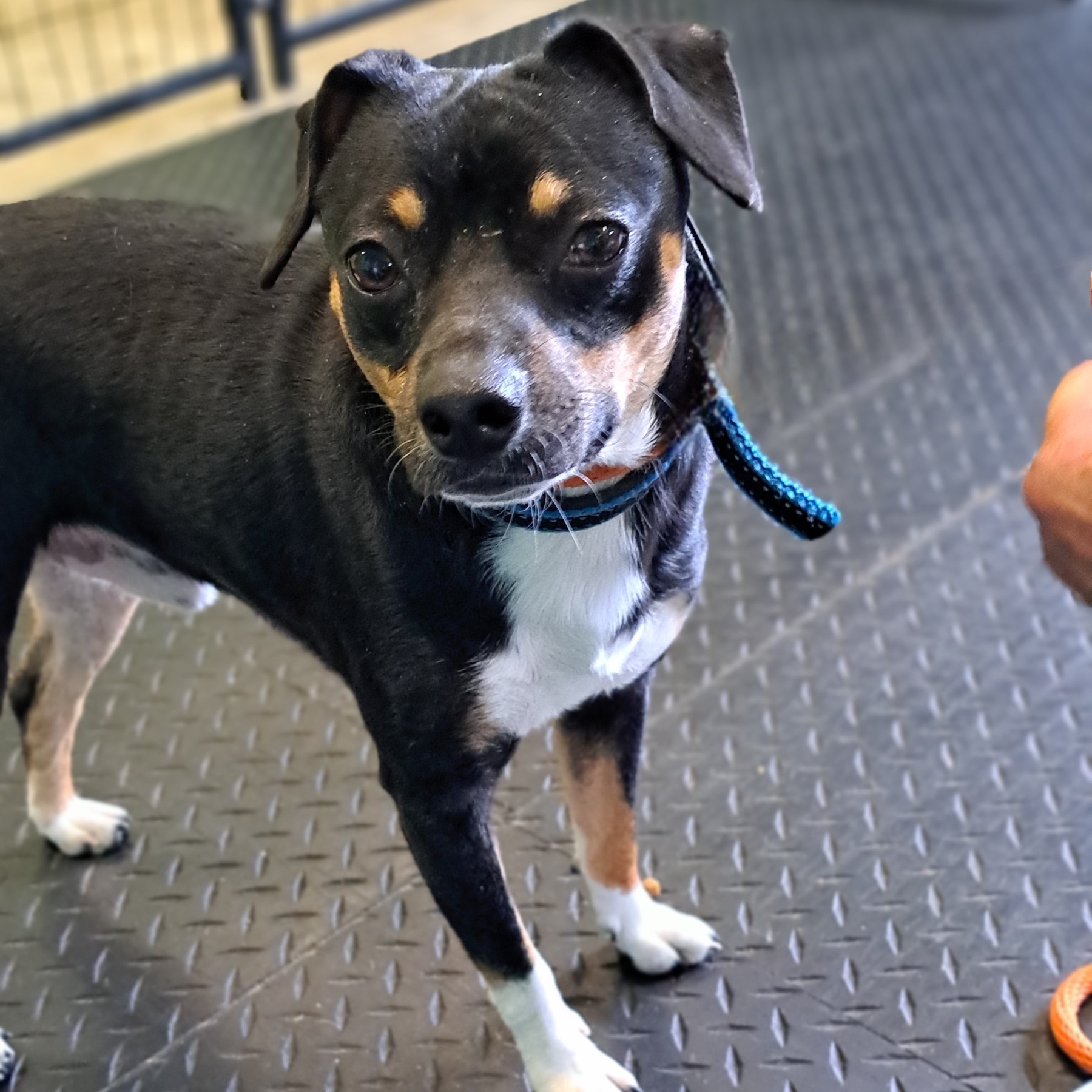 Benji, an adoptable Miniature Pinscher in Dodgeville, WI, 53533 | Photo Image 2