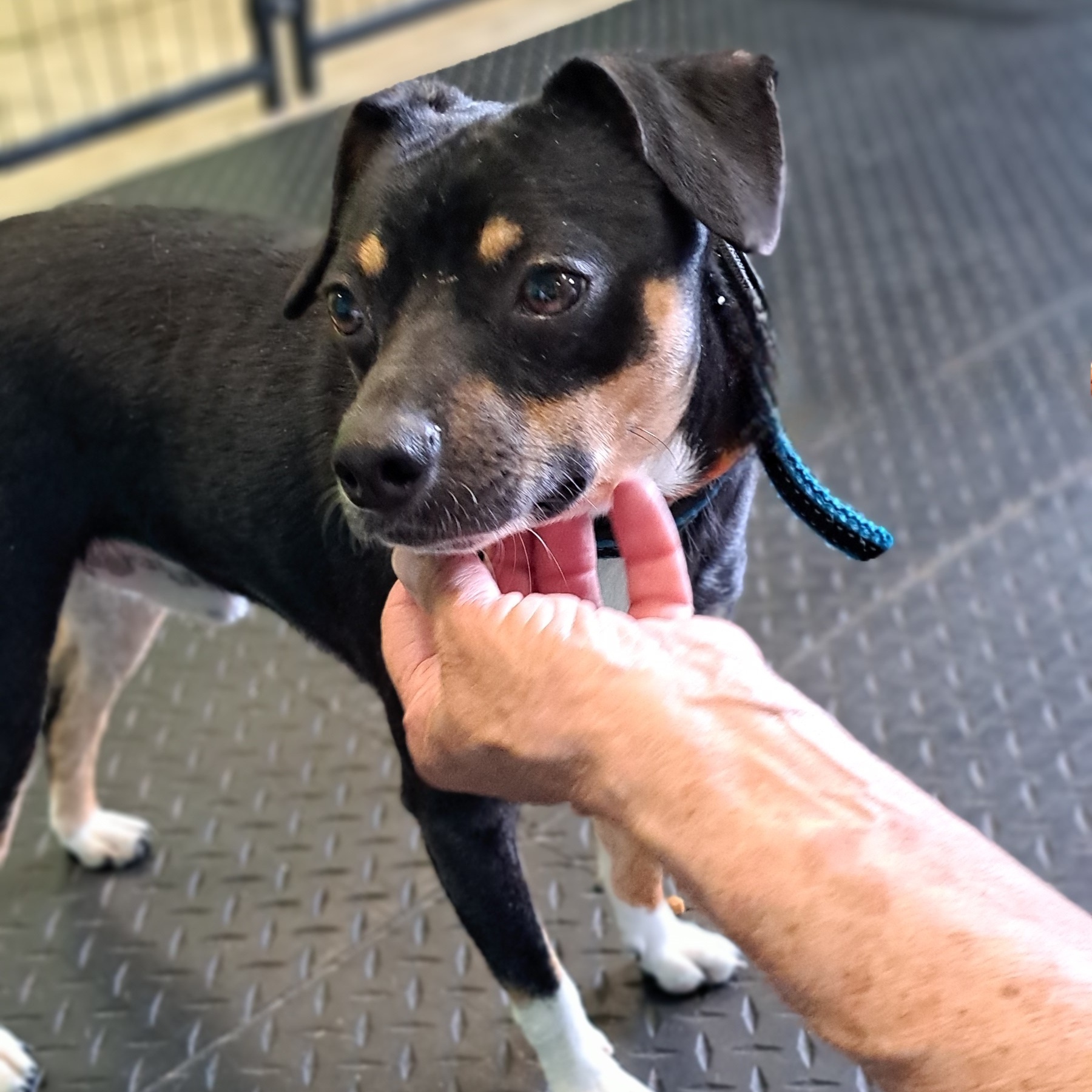 Benji, an adoptable Miniature Pinscher in Dodgeville, WI, 53533 | Photo Image 3