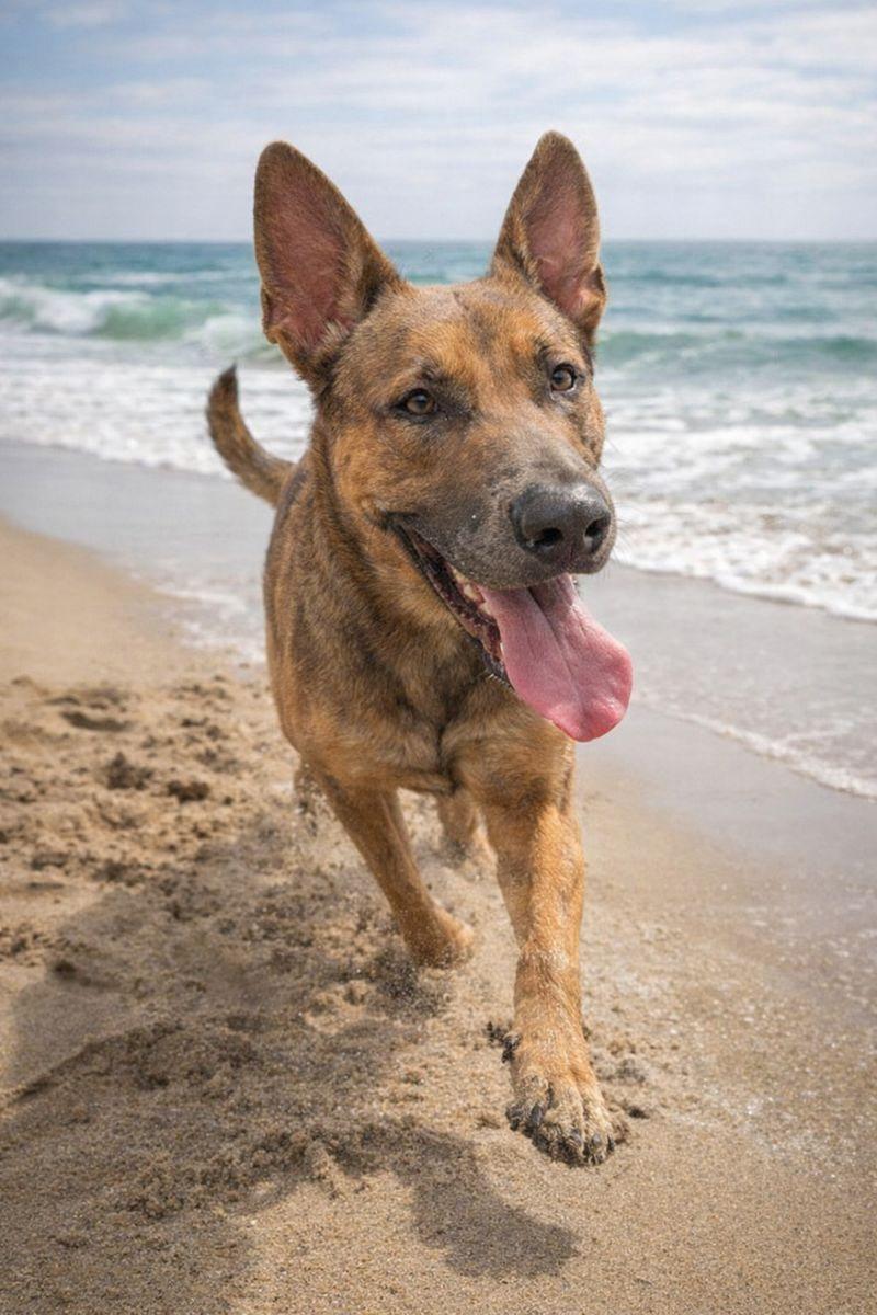 Enlarge Elvis, a Adoptable Belgian Shepherd / Malinois in Boise, ID image 3/6