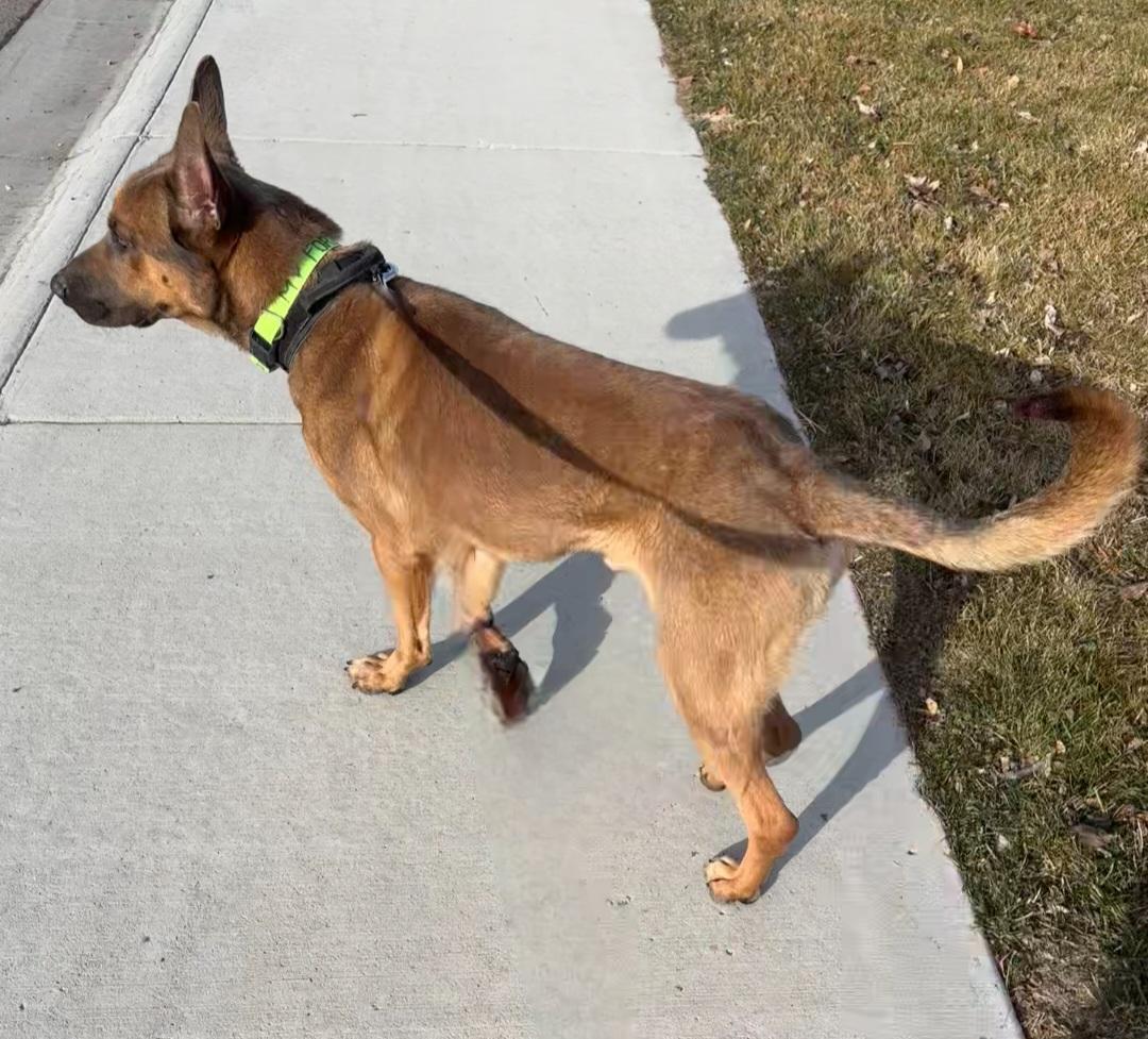 Enlarge Elvis, a Adoptable Belgian Shepherd / Malinois in Boise, ID image 6/6