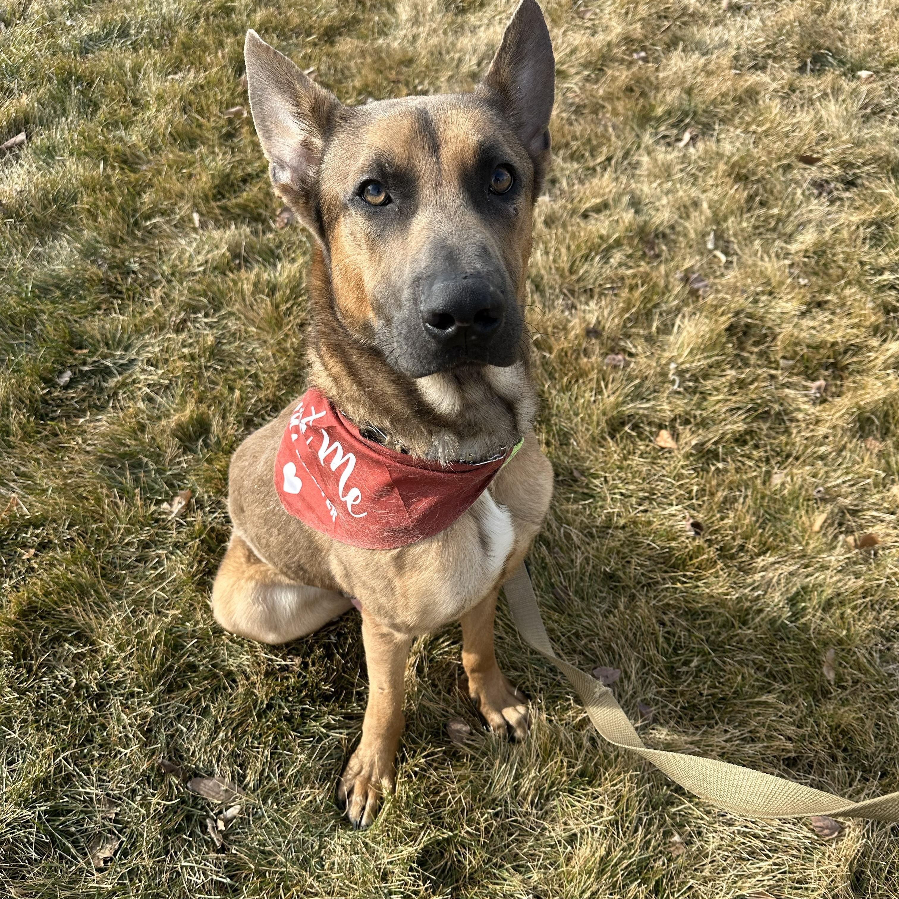 Enlarge Elvis, a Adoptable Belgian Shepherd / Malinois in Boise, ID image 5/6