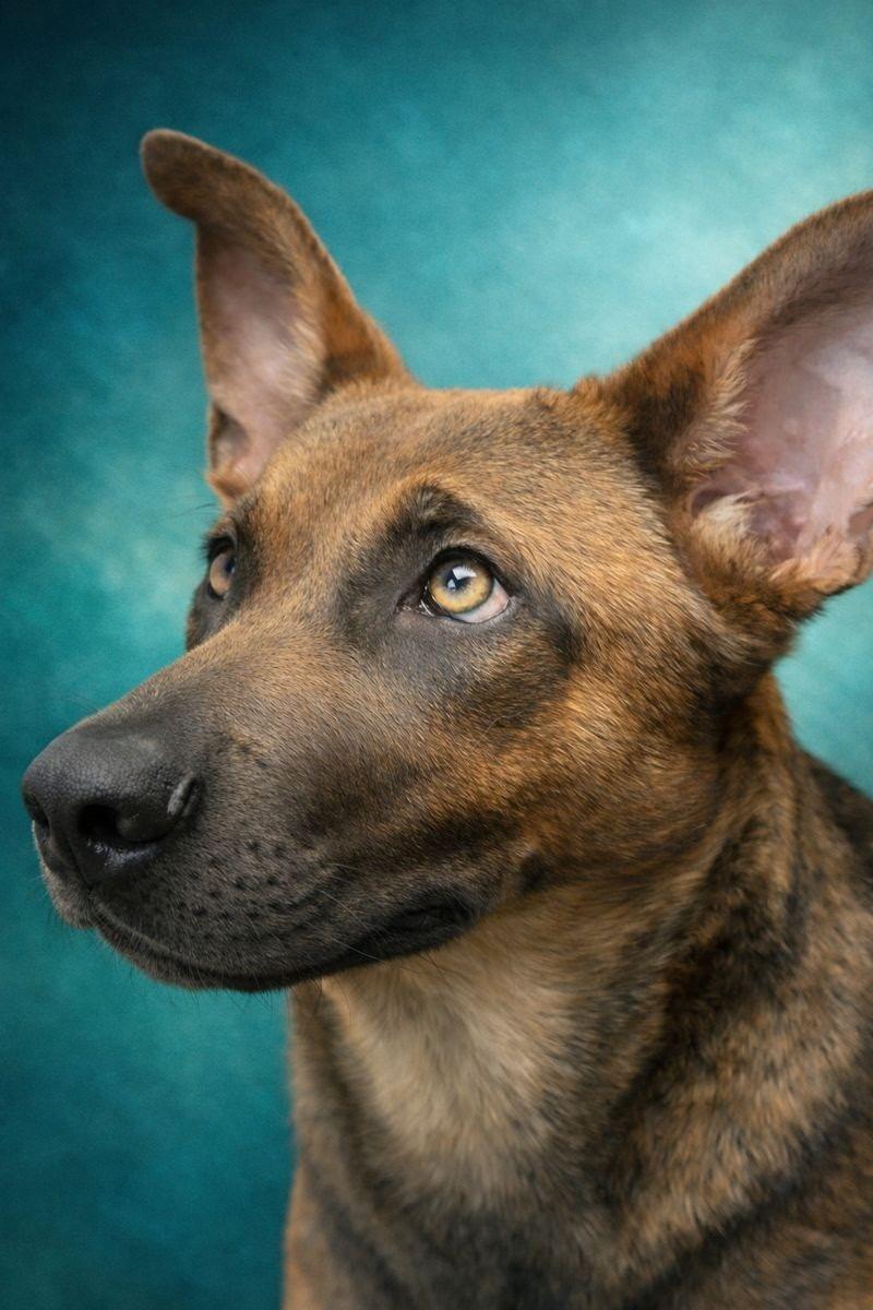 Enlarge Elvis, a Adoptable Belgian Shepherd / Malinois in Boise, ID image 2/6