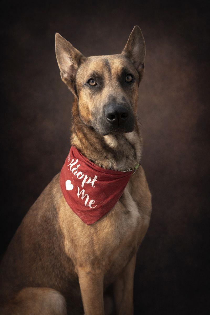 Elvis, Adoptable, Young Male Belgian Shepherd / Malinois.
