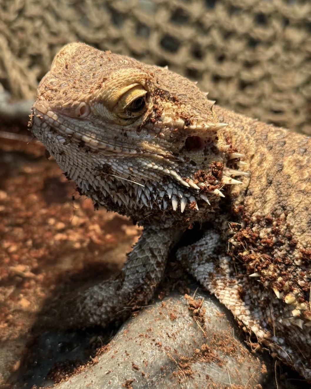 Chubbs, a ADOPTABLE Bearded Dragon in Maineville, OH image 1/4