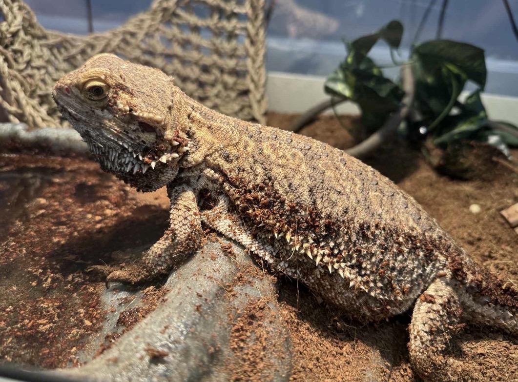 Chubbs, a ADOPTABLE Bearded Dragon in Maineville, OH image 2/4