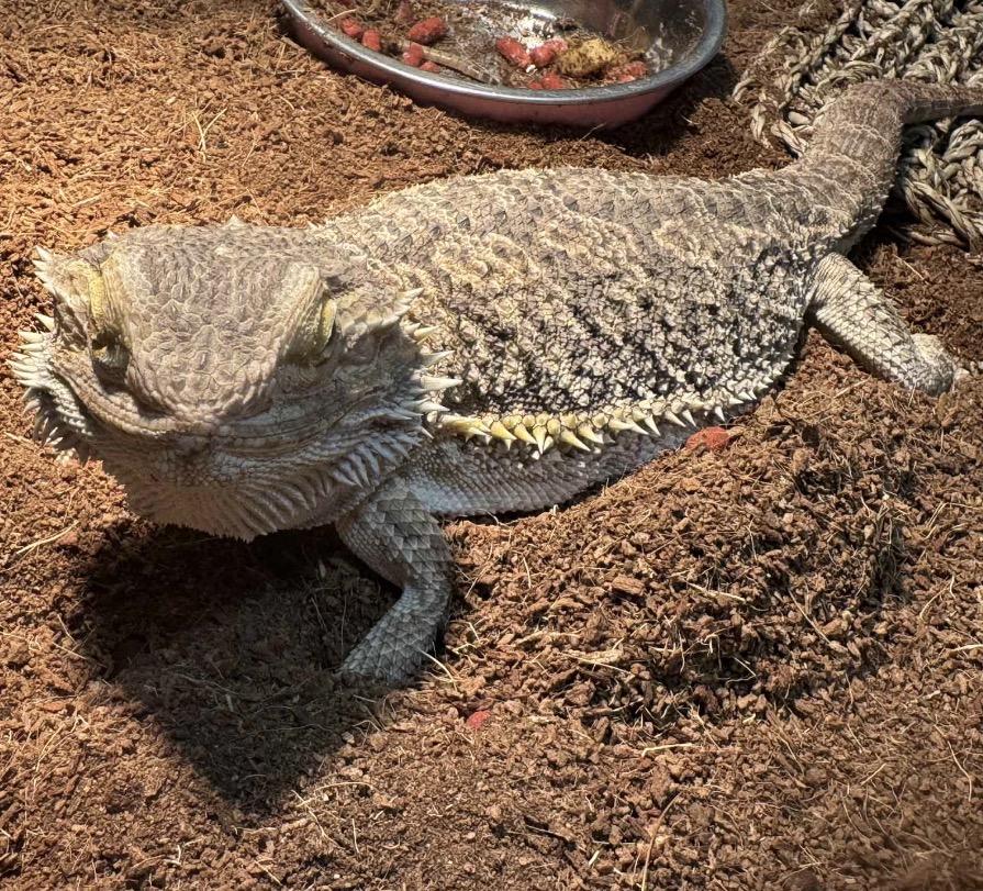 Chubbs, a ADOPTABLE Bearded Dragon in Maineville, OH image 3/4
