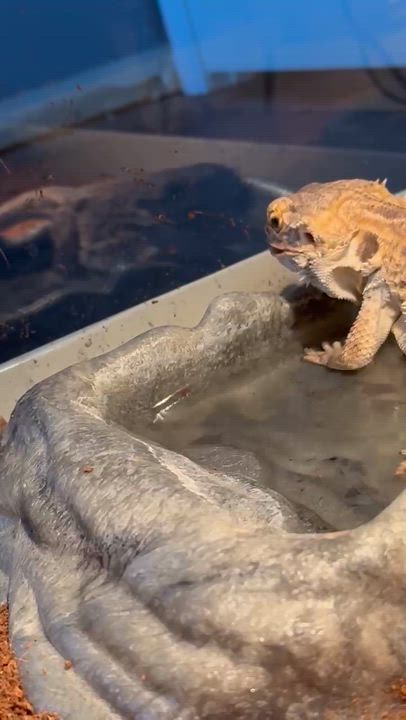 Enlarge Chubbs, a ADOPTABLE Bearded Dragon in Maineville, OH video 4/4