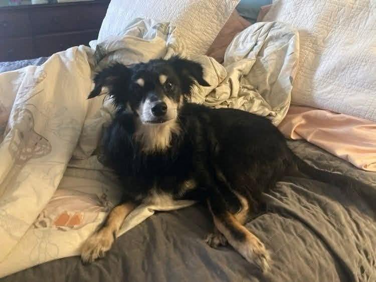 Jake (From State Farm), a Adoptable mixed breed in Speedway, IN image 2/6