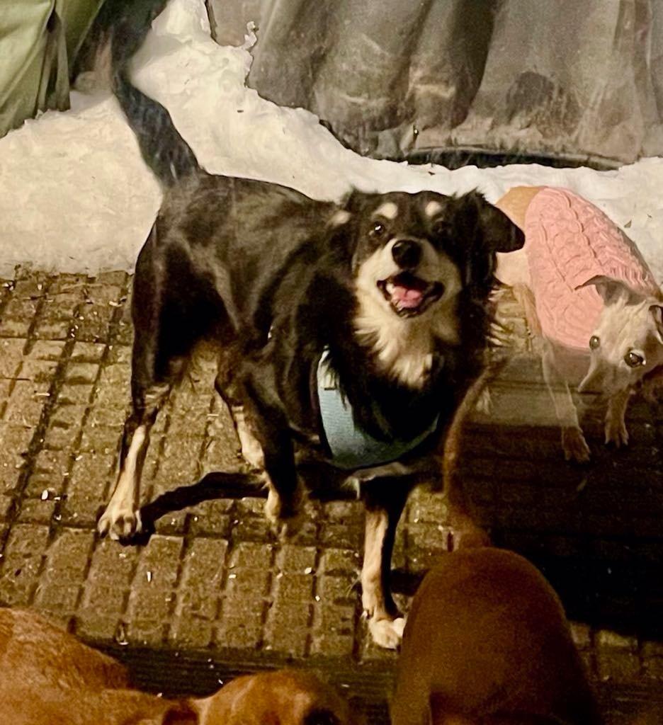 Jake (From State Farm), a Adoptable mixed breed in Speedway, IN image 4/6