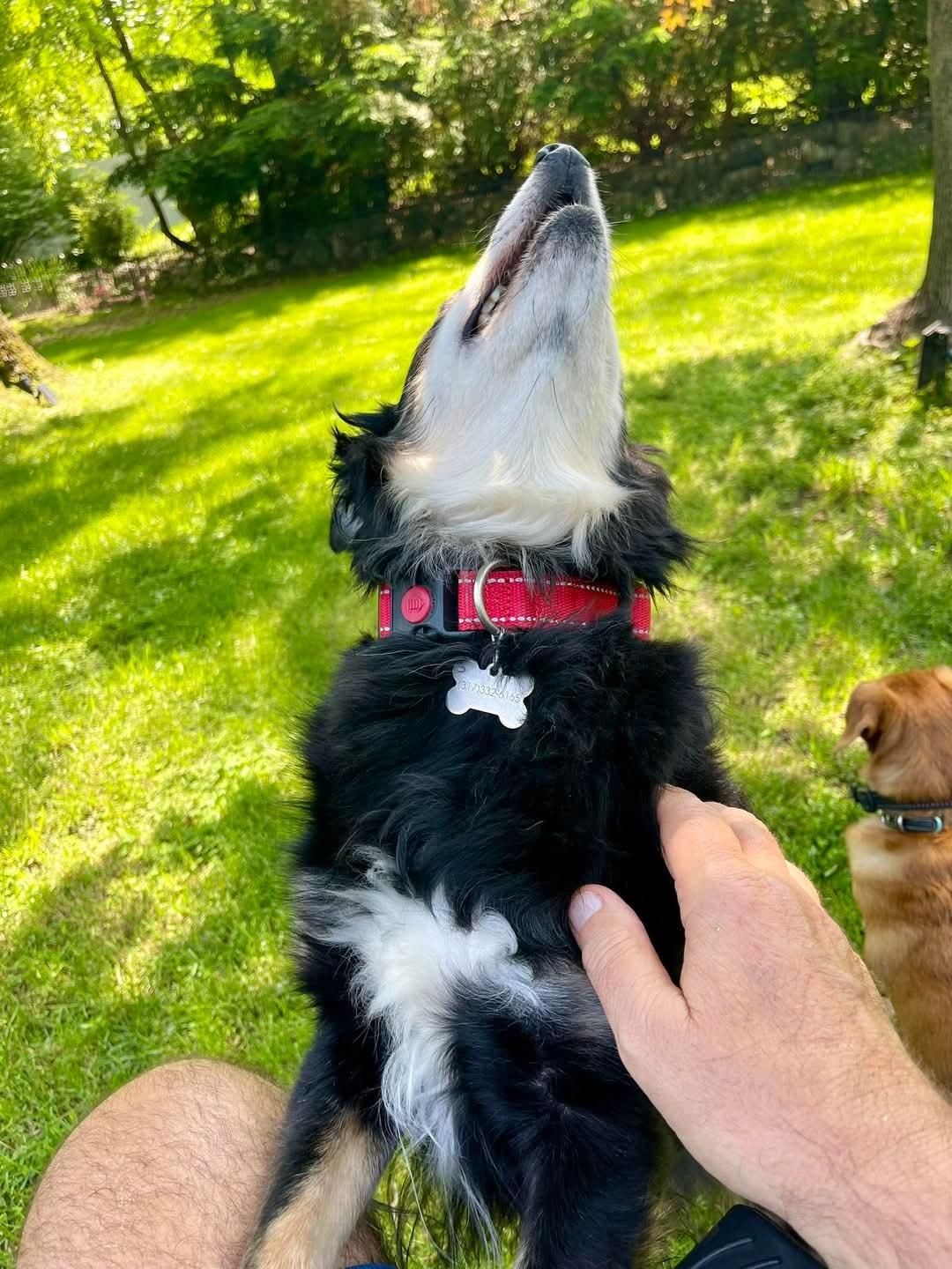 Jake (From State Farm), a Adoptable mixed breed in Speedway, IN image 5/6