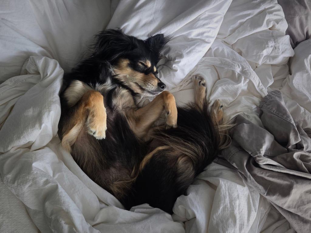 Jake (From State Farm), a Adoptable mixed breed in Speedway, IN image 6/6