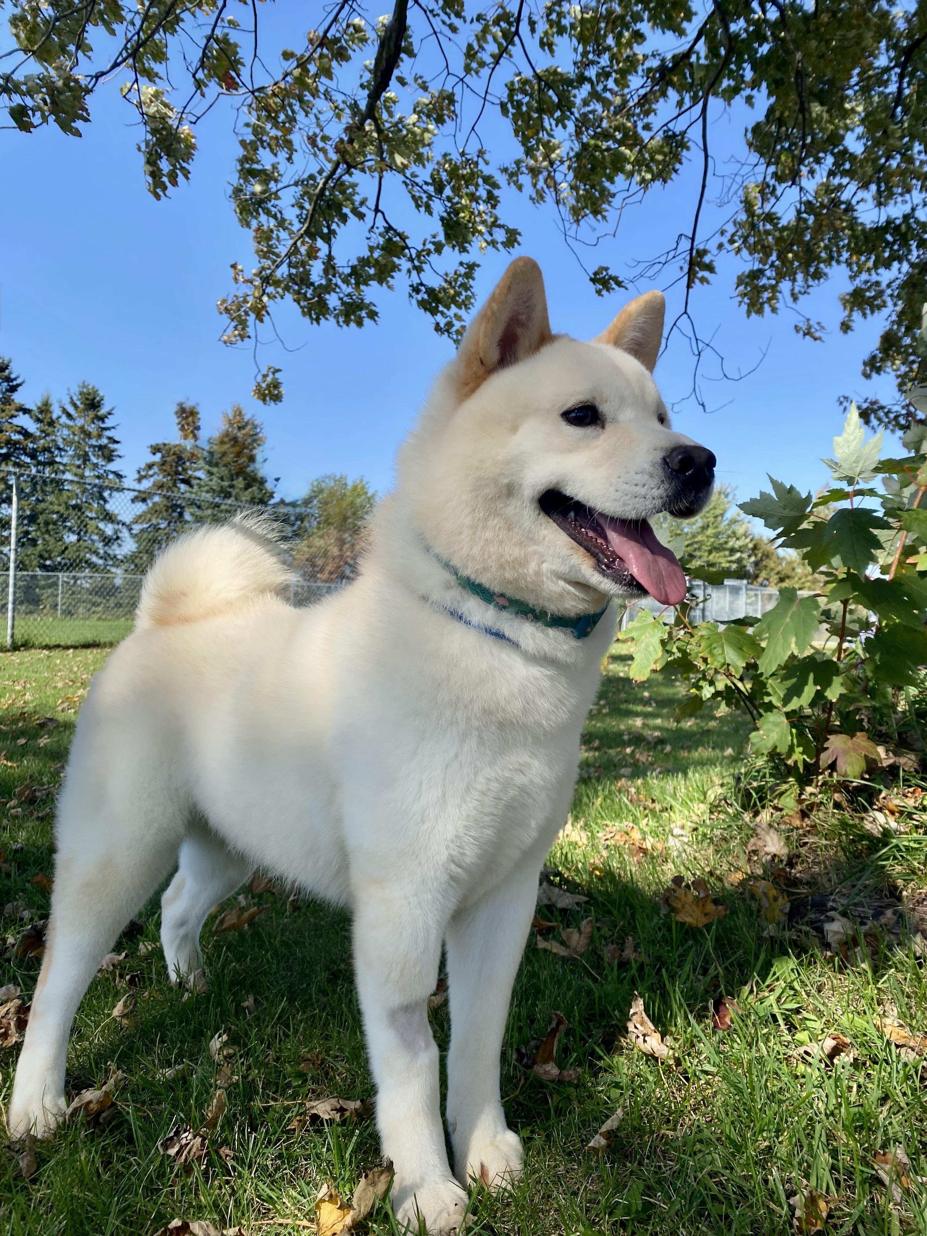 Enlarge Josephine, a Adoptable mixed breed in Ilderton, ON image 5/6