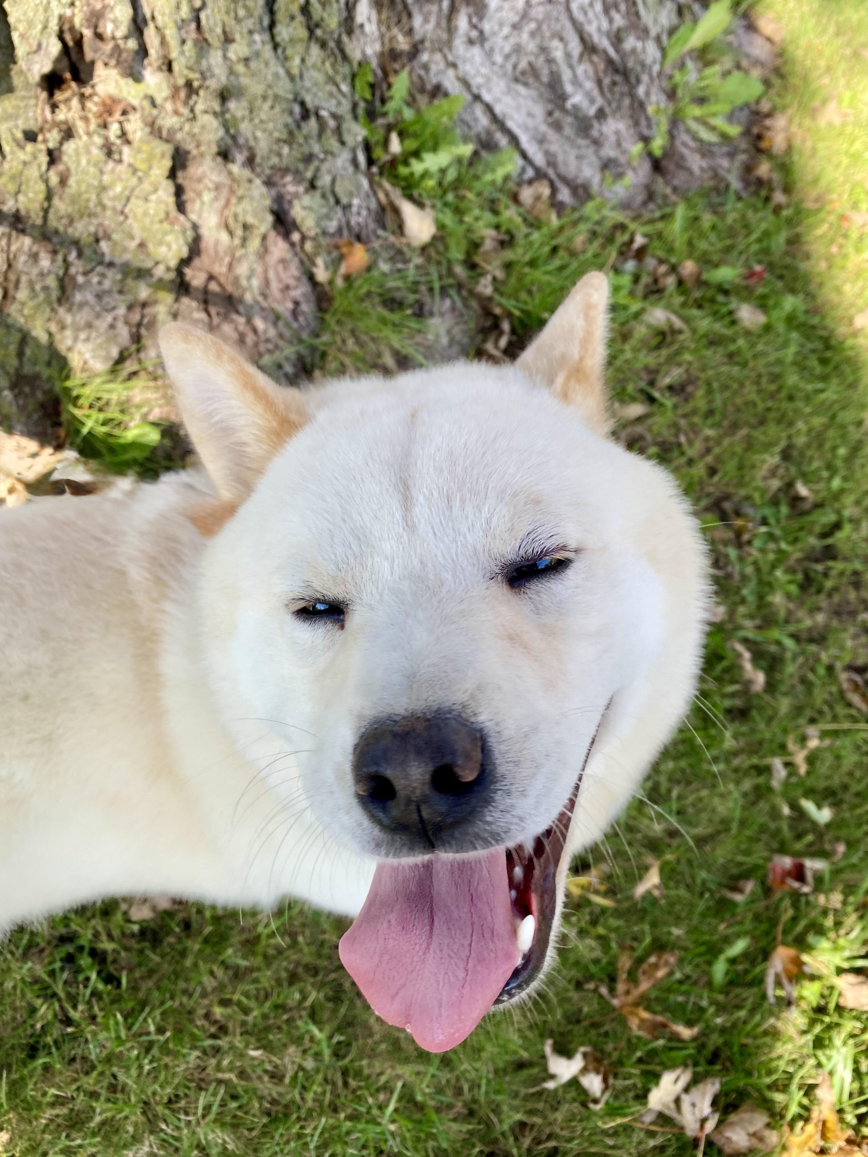 Enlarge Josephine, a Adoptable mixed breed in Ilderton, ON image 6/6