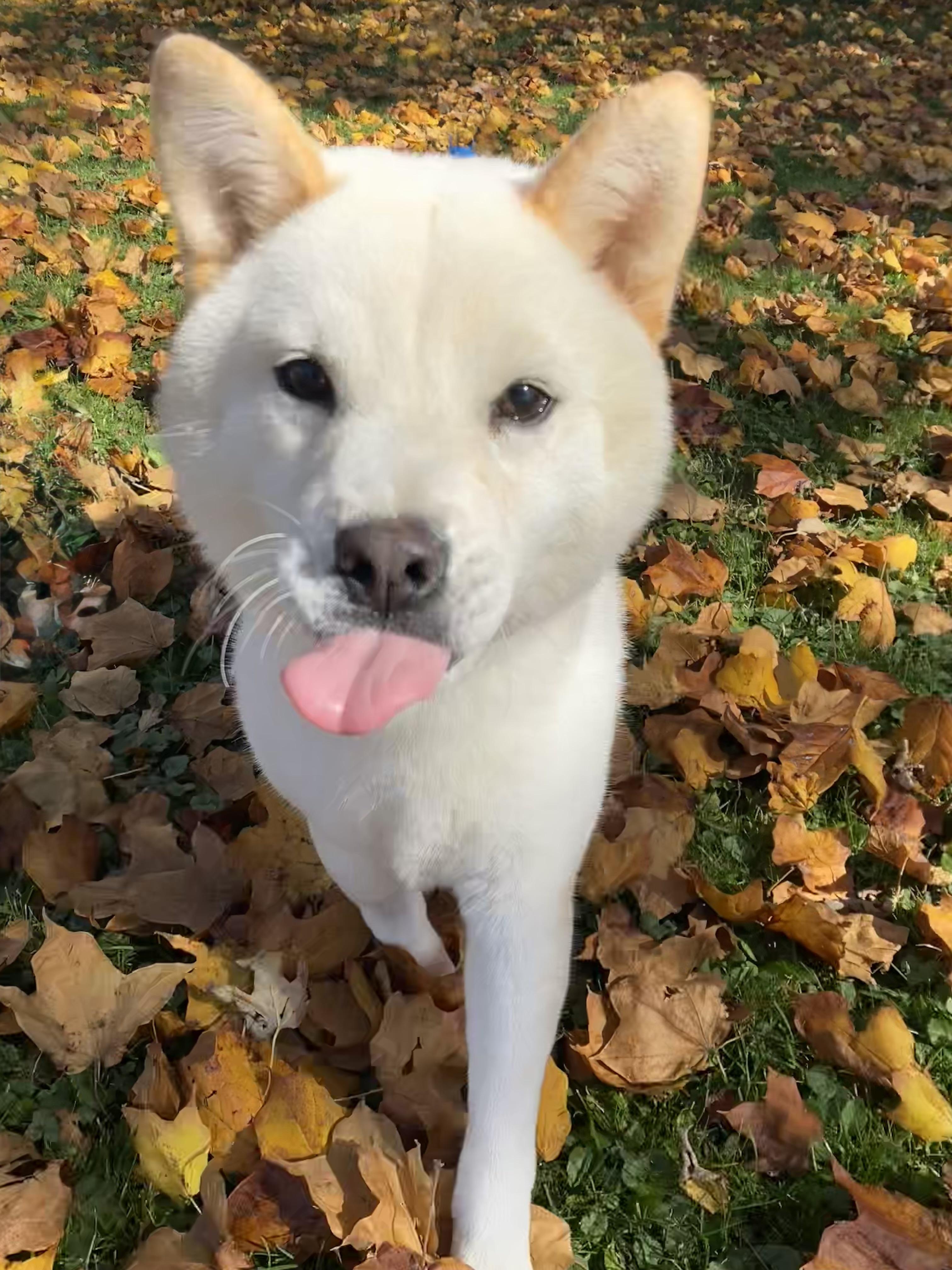 Enlarge Josephine, a Adoptable mixed breed in Ilderton, ON image 4/6