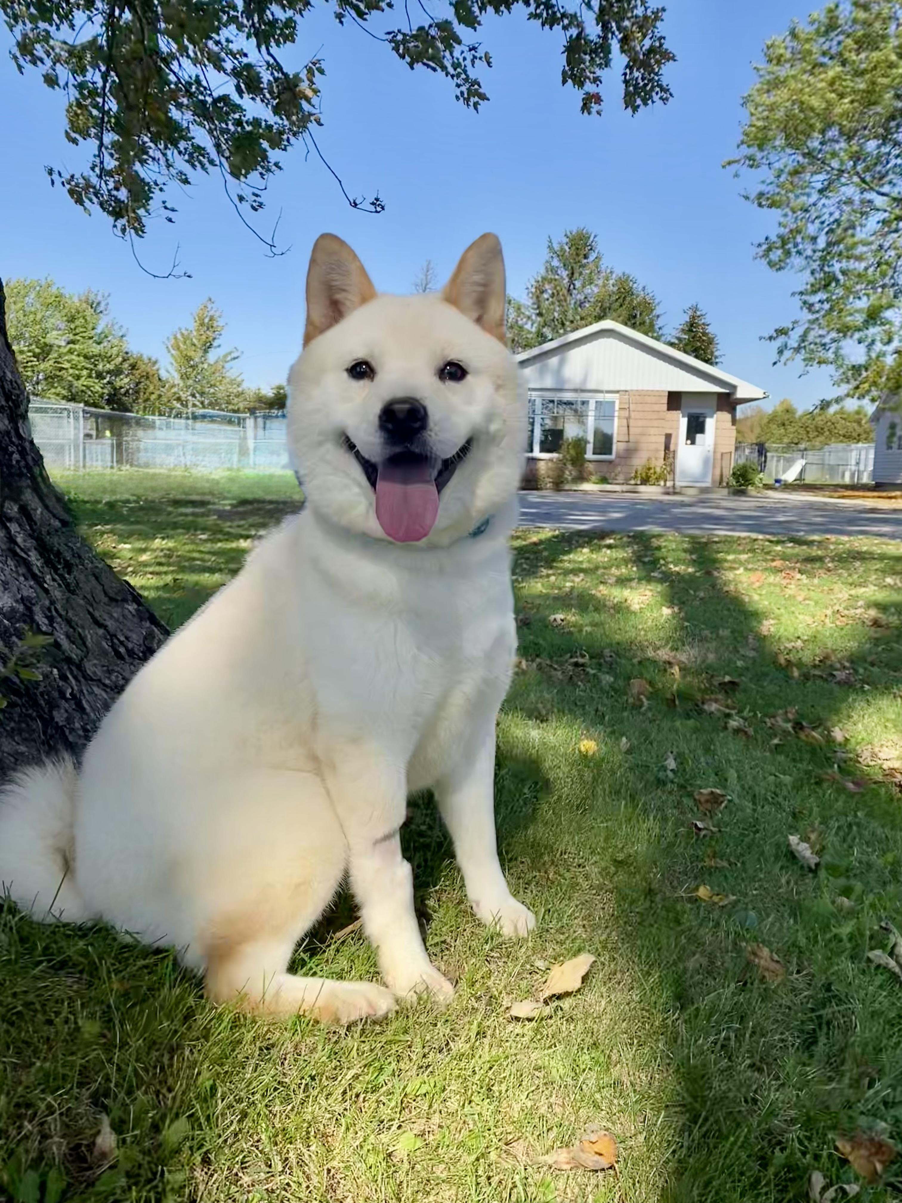 Enlarge Josephine, a Adoptable mixed breed in Ilderton, ON image 3/6