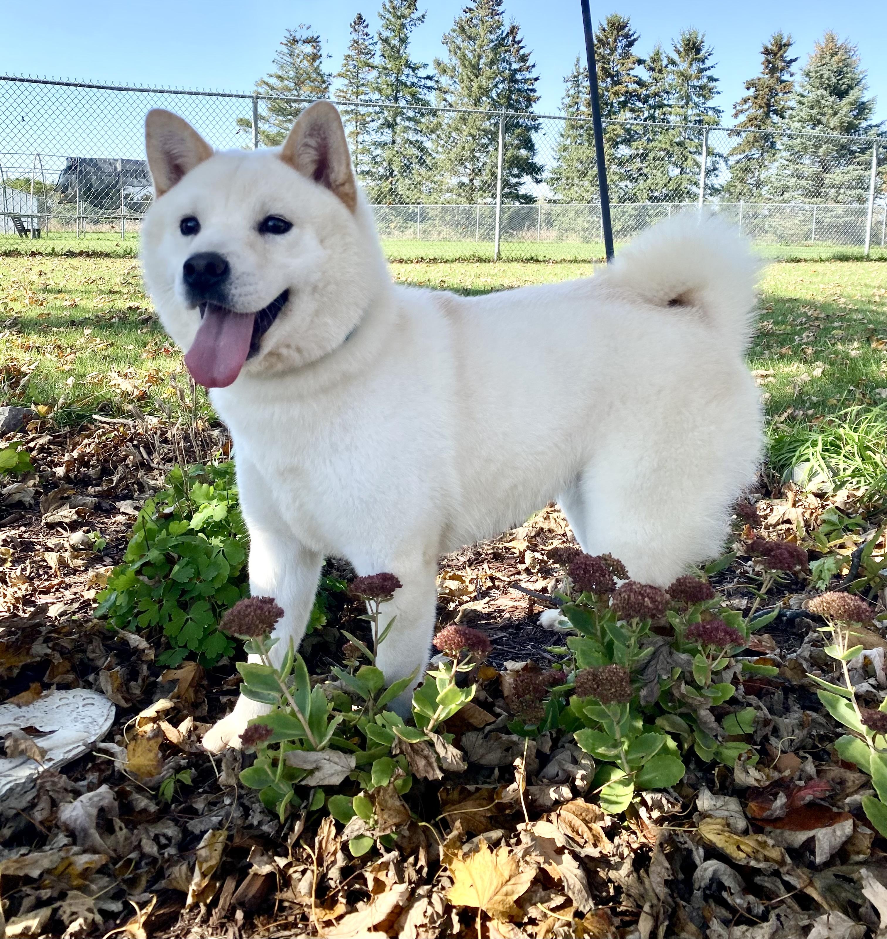 Enlarge Josephine, a Adoptable mixed breed in Ilderton, ON image 2/6