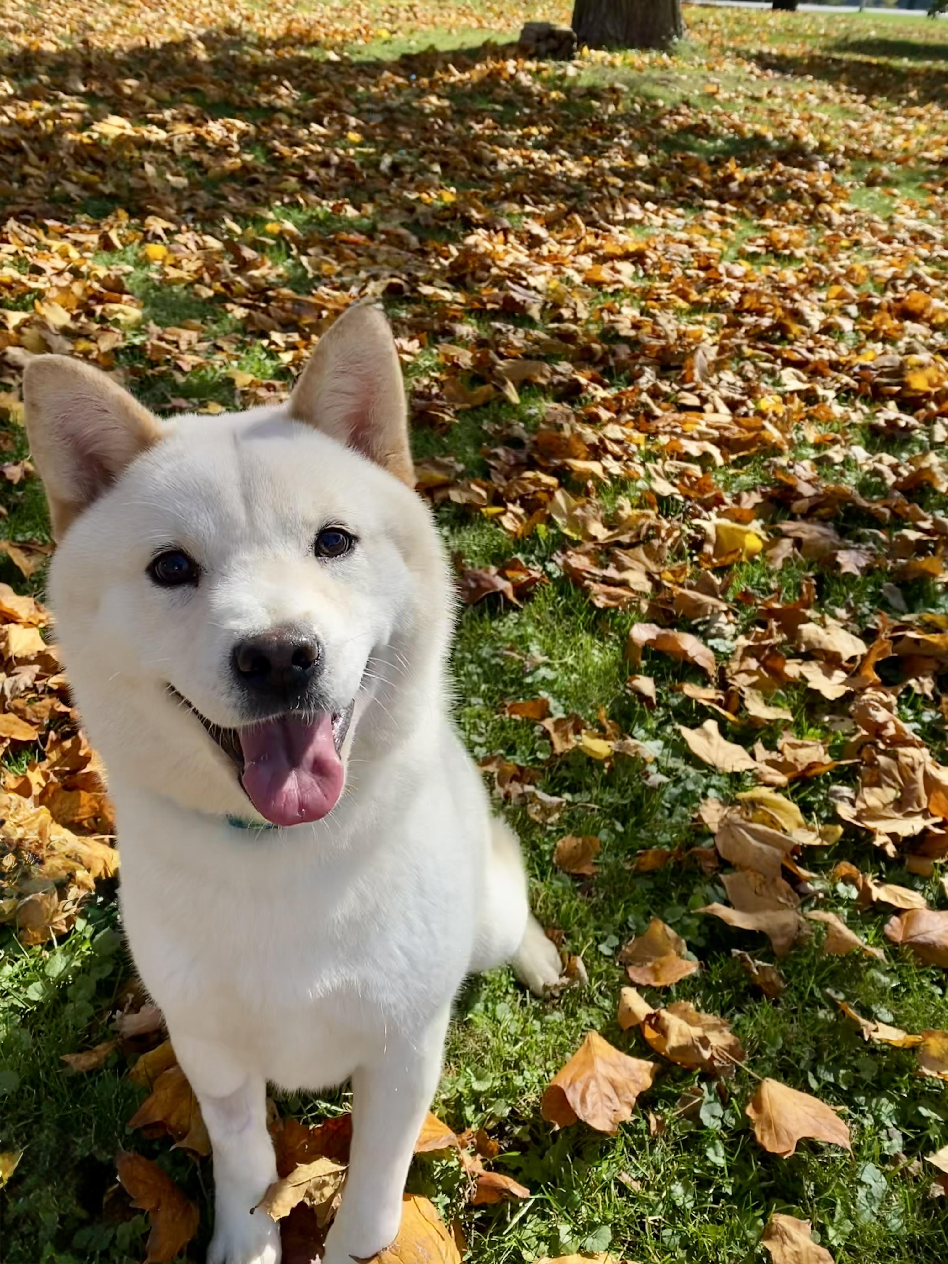 Josephine, Adoptable, Adult Female Shiba Inu.