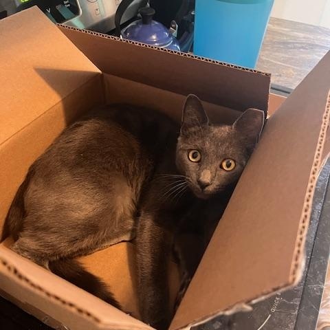 Grant, a Adoptable Domestic Short Hair in Norfolk, VA image 6/6