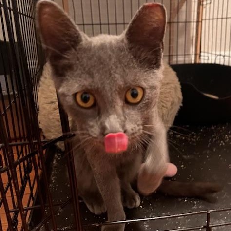 Grant, a Adoptable Domestic Short Hair in Norfolk, VA image 3/6