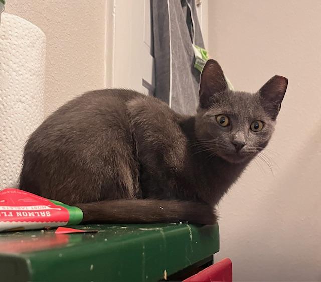 Grant, a Adoptable Domestic Short Hair in Norfolk, VA image 2/6