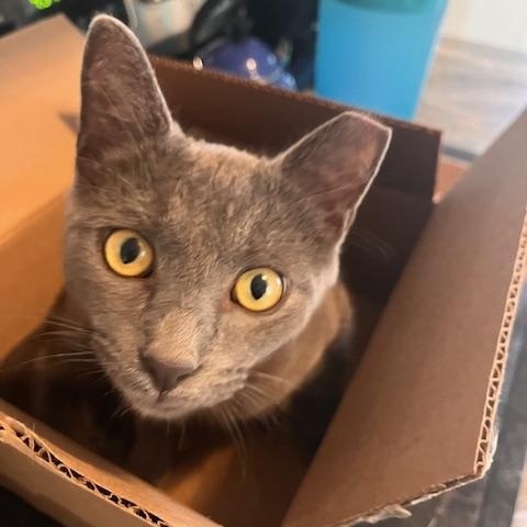 Grant, Adoptable, Adult Male Domestic Short Hair.