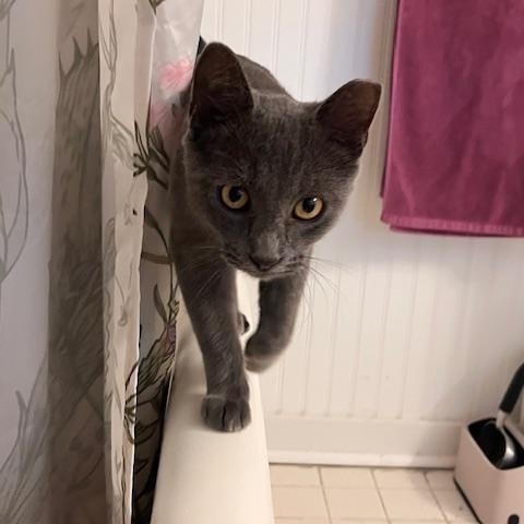 Grant, Adoptable, Adult Male Domestic Short Hair.