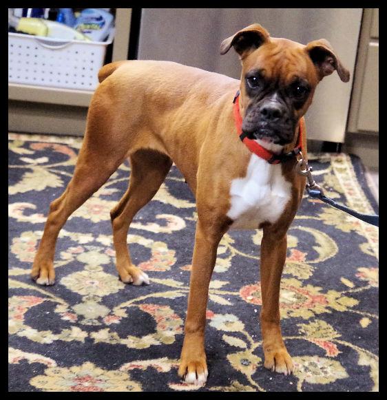 Enlarge JOURNEY, a ADOPTABLE Boxer in Kuna, ID image 3/3