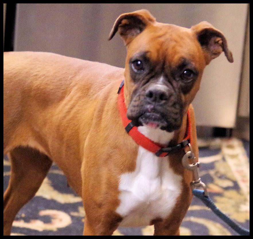 JOURNEY, ADOPTABLE, Young Female Boxer.