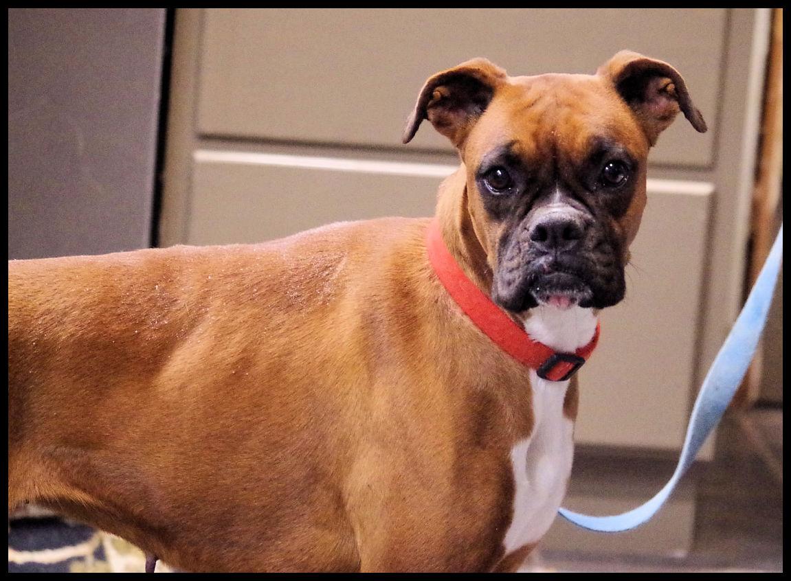Enlarge JOURNEY, a ADOPTABLE Boxer in Kuna, ID image 2/3