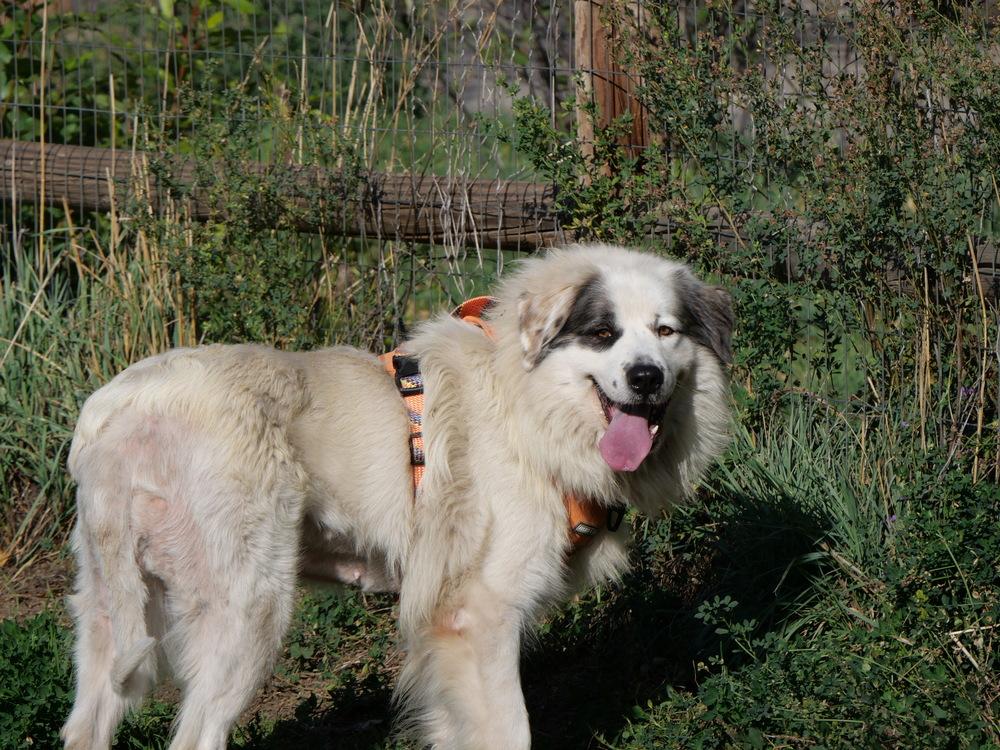 Bop Bop, Adoptable, Adult Female Great Pyrenees & Australian Shepherd.