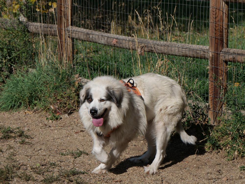 Enlarge Bop Bop, a Adoptable mixed breed in Boulder, CO image 4/5