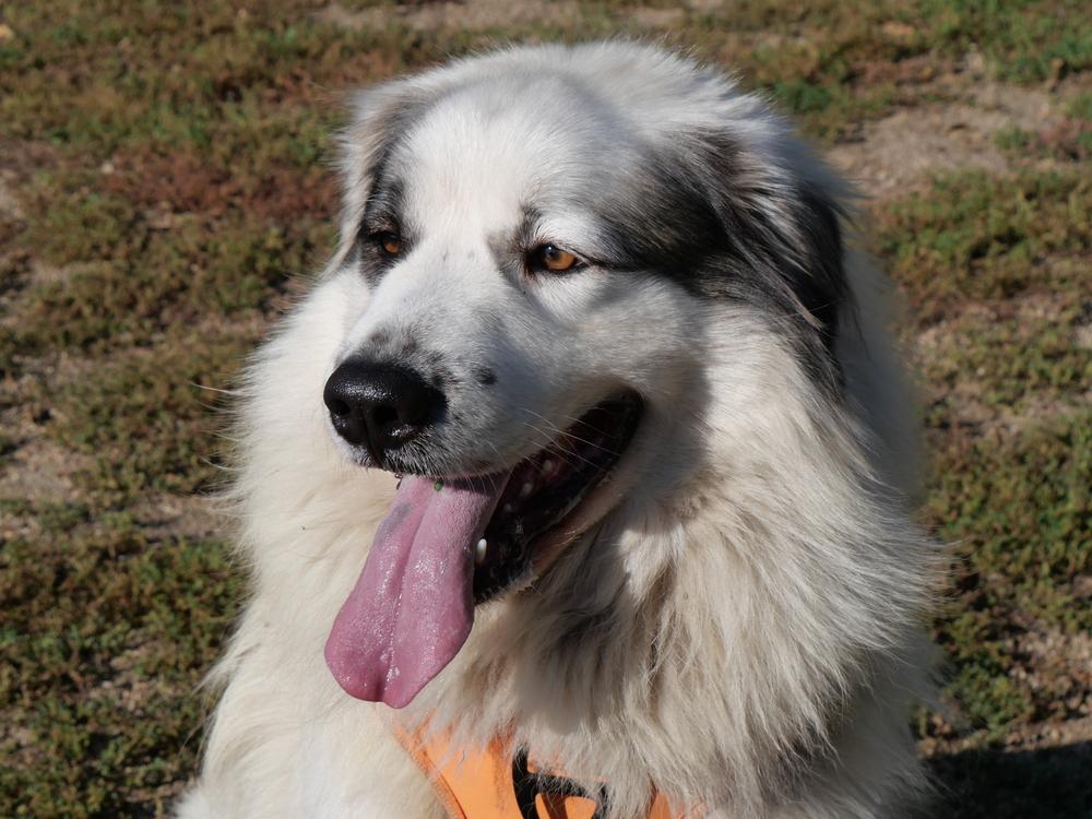 Bop Bop, Adoptable, Adult Female Great Pyrenees & Australian Shepherd.