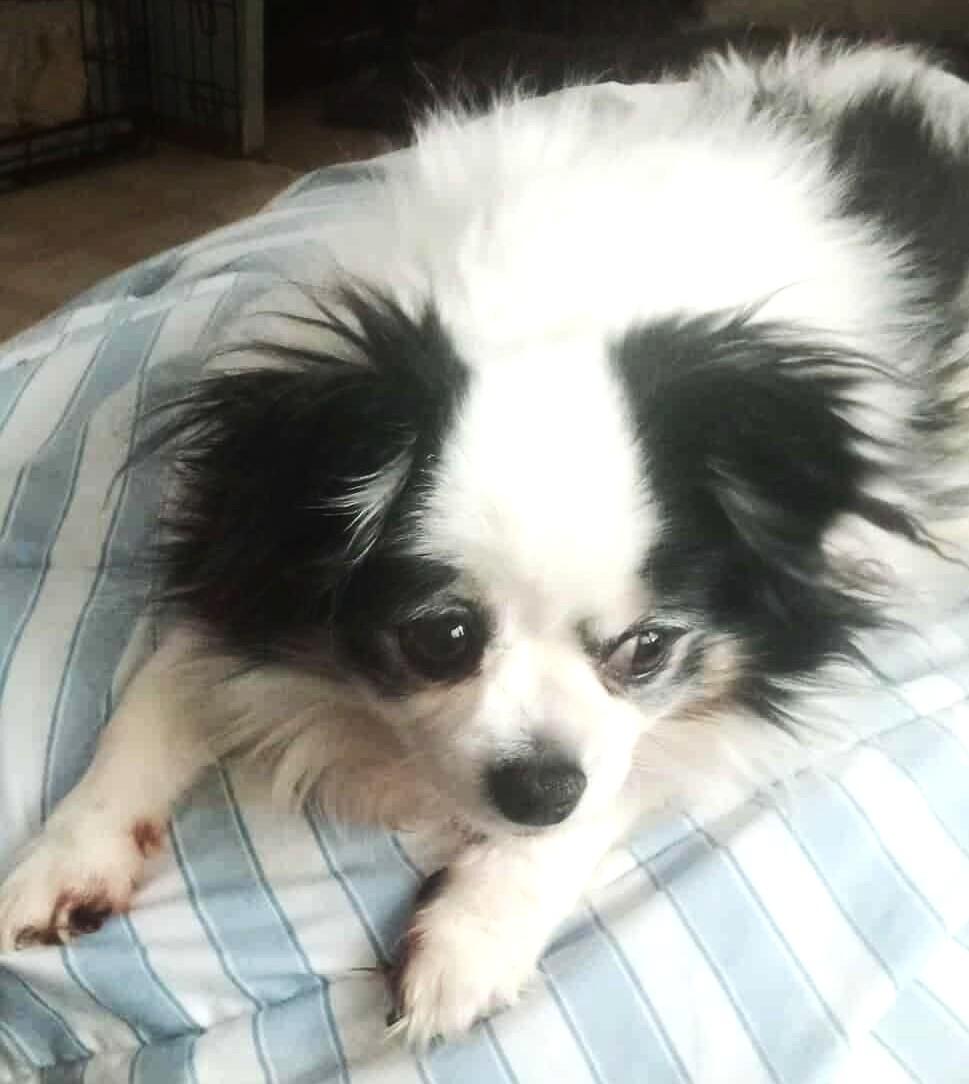 BearBear, a Adoptable mixed breed in West Bath, ME image 5/6