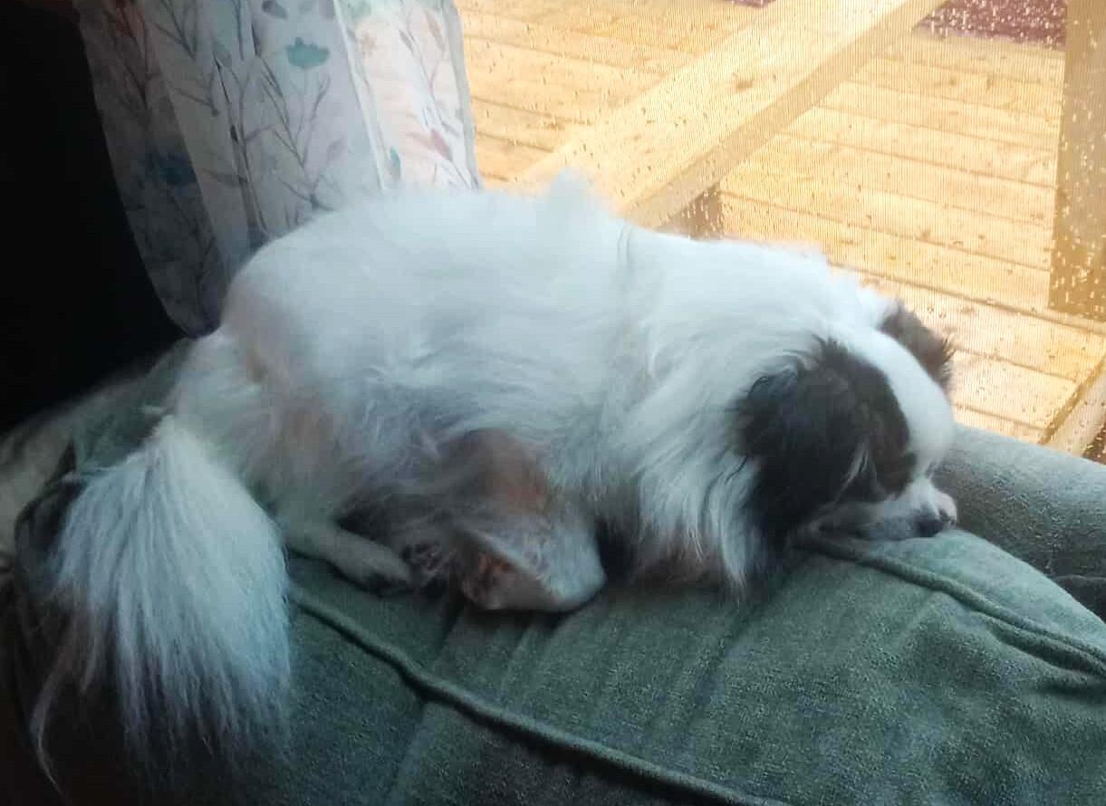 BearBear, a Adoptable mixed breed in West Bath, ME image 6/6