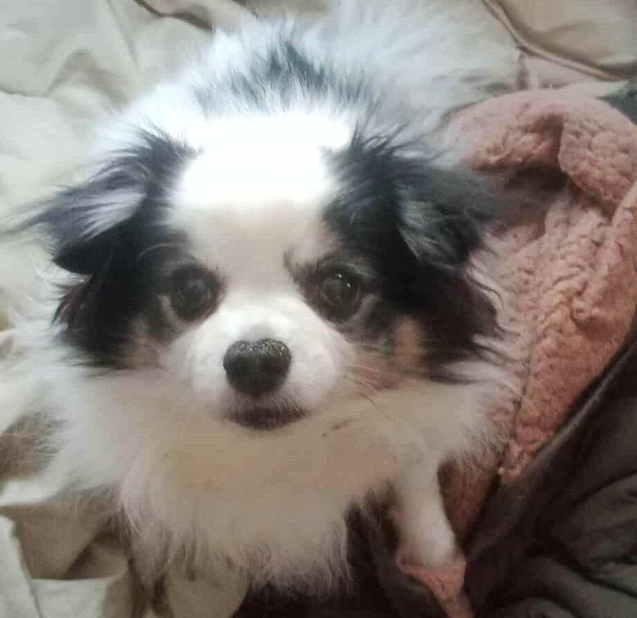 BearBear, Adoptable, Senior Male Pomeranian & Chihuahua.