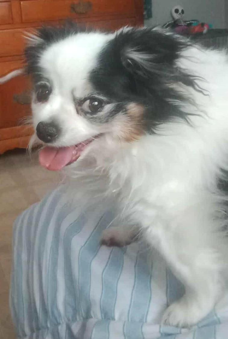 BearBear, a Adoptable mixed breed in West Bath, ME image 3/6