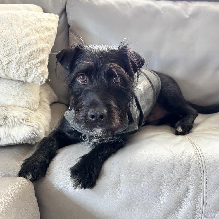 Enlarge Finn Hudson, a Adoptable mixed breed in Wahiawa, HI image 1/1