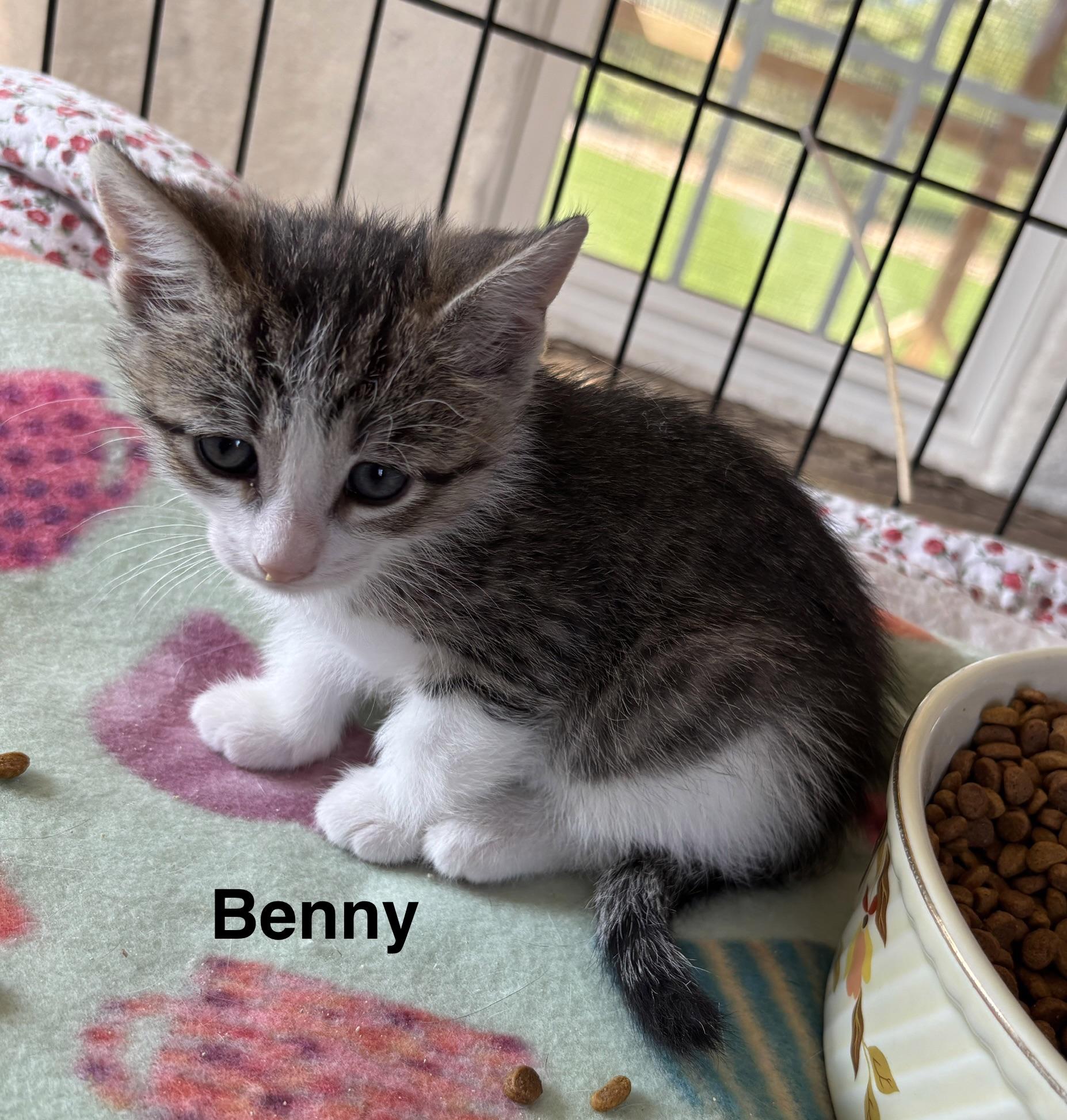 Enlarge Benny & Joon, an adopted mixed breed in Sheboygan, WI image 2/5