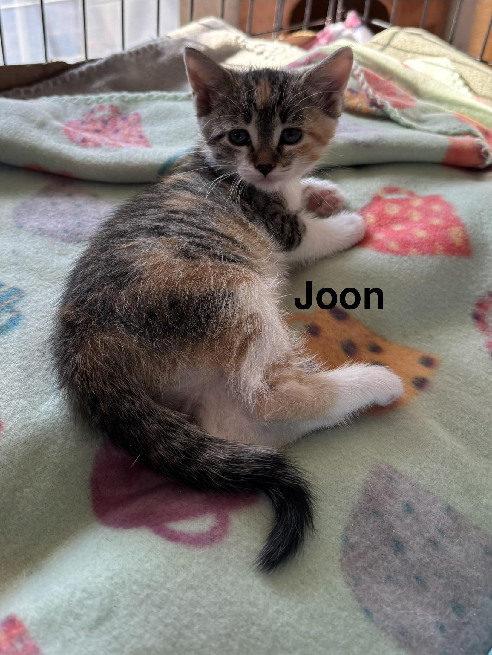 Enlarge Benny & Joon, an adopted mixed breed in Sheboygan, WI image 3/5