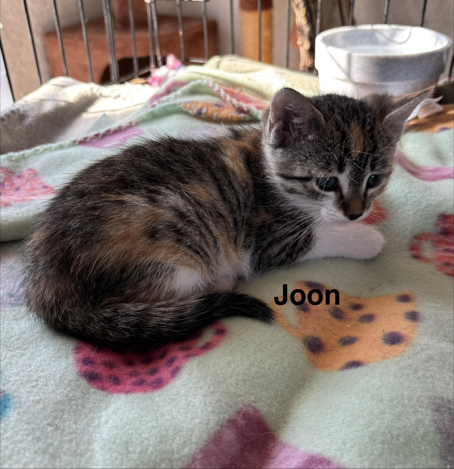 Enlarge Benny & Joon, an adopted mixed breed in Sheboygan, WI image 5/5