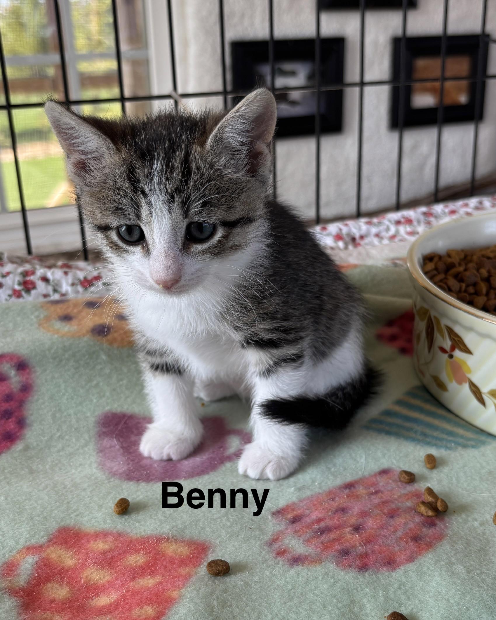 Enlarge Benny & Joon, an adopted mixed breed in Sheboygan, WI image 4/5